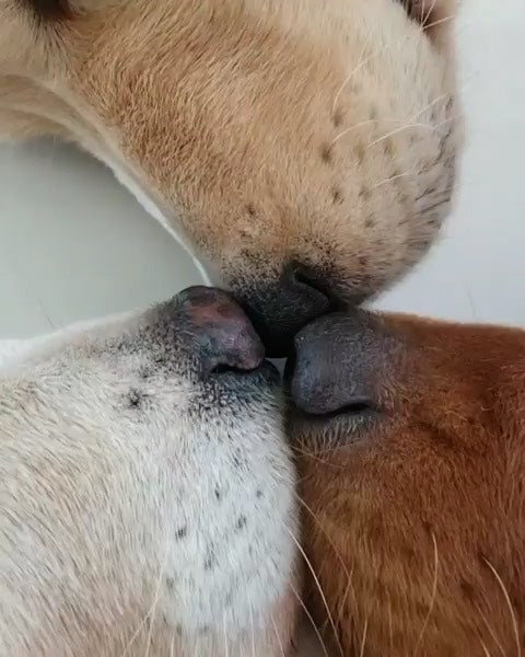 The BOOP of Fame